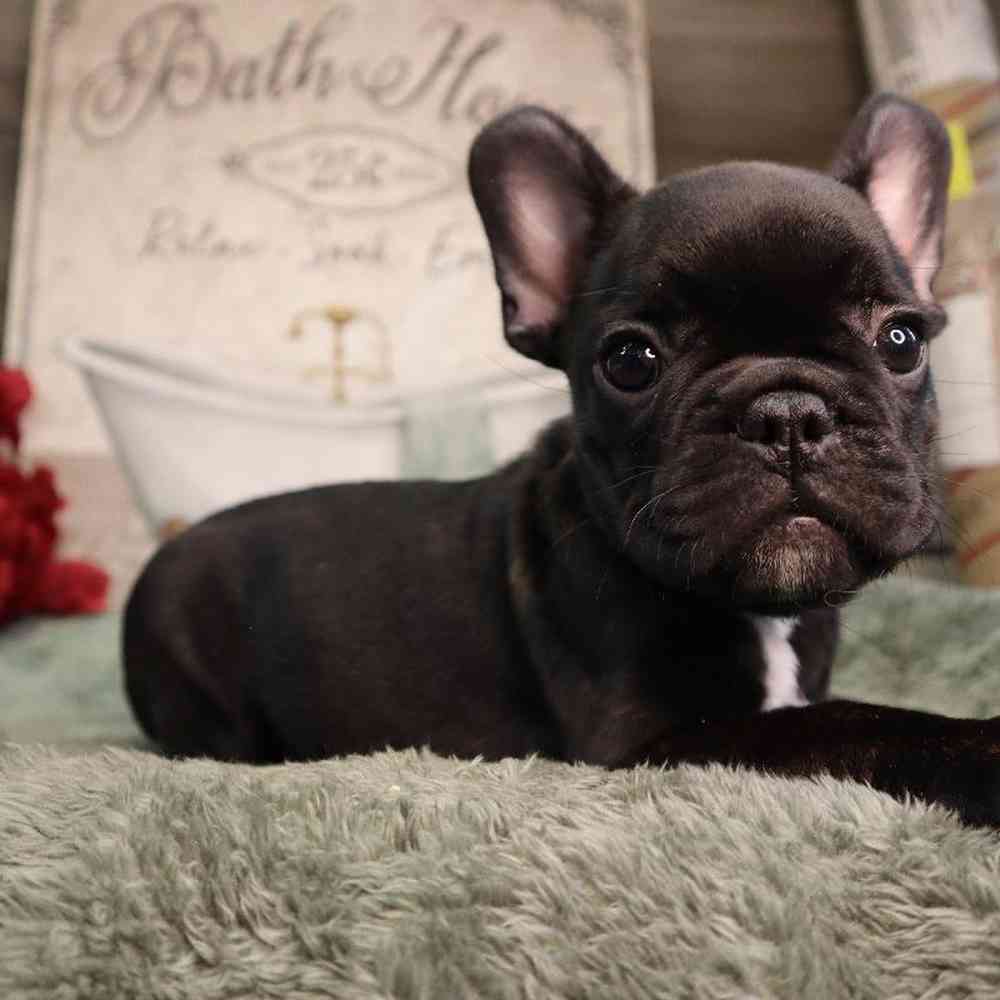 Male French Bulldog Puppy for Sale in Blaine, MN