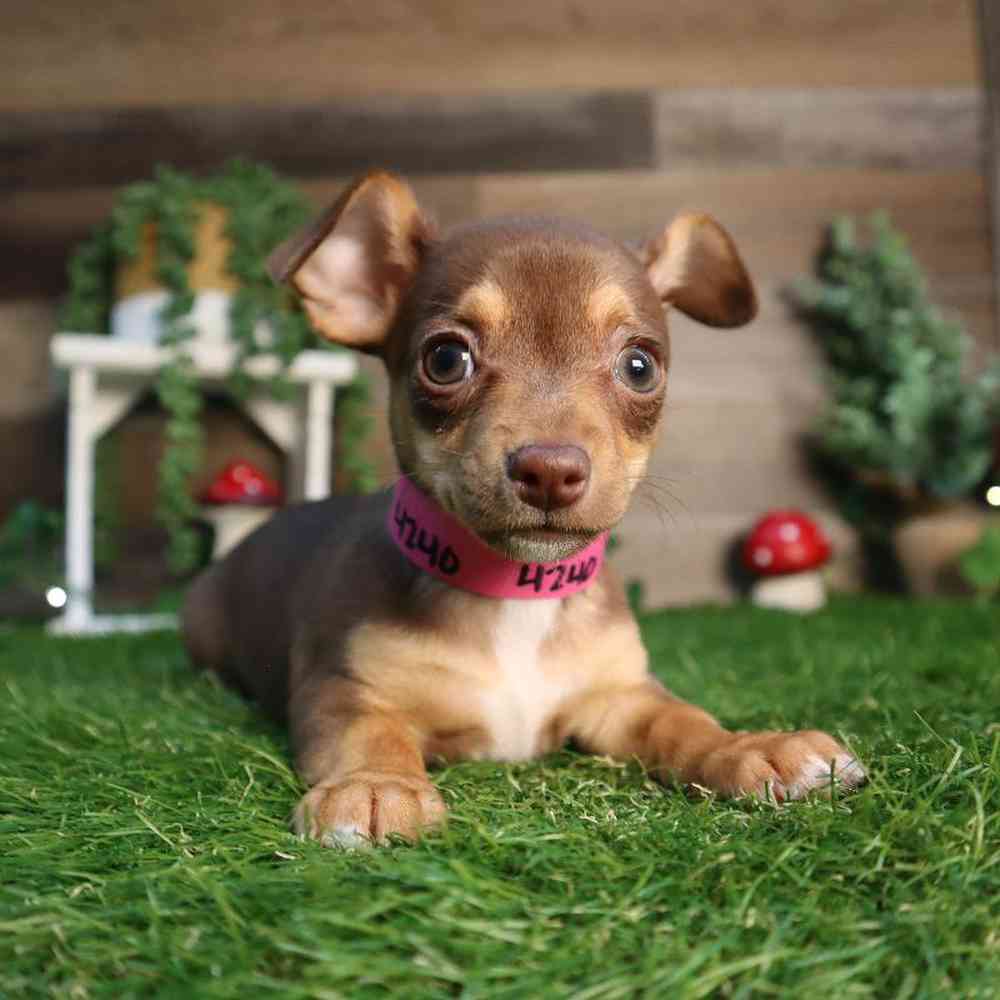carousel pet images