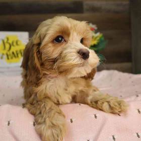 Cockapoo
