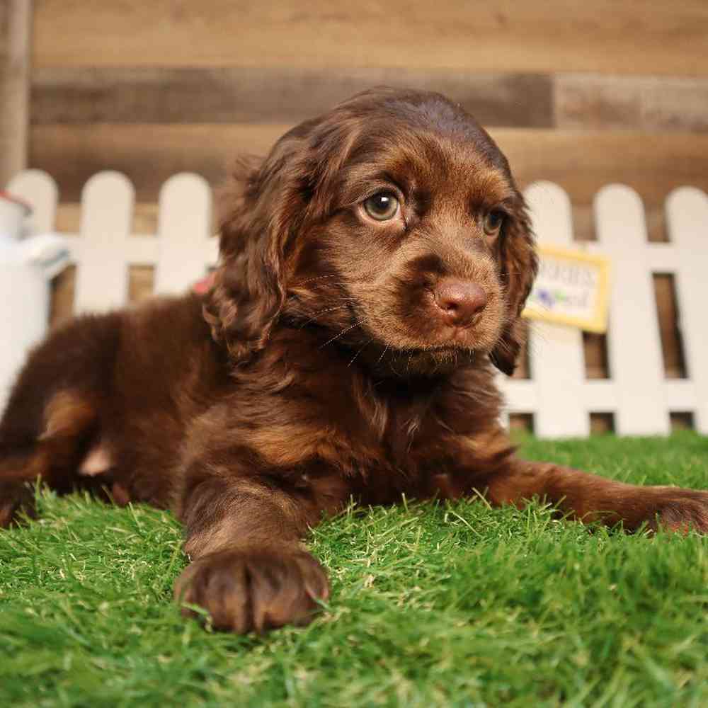 Female Cockapoo Puppy for Sale in Blaine, MN