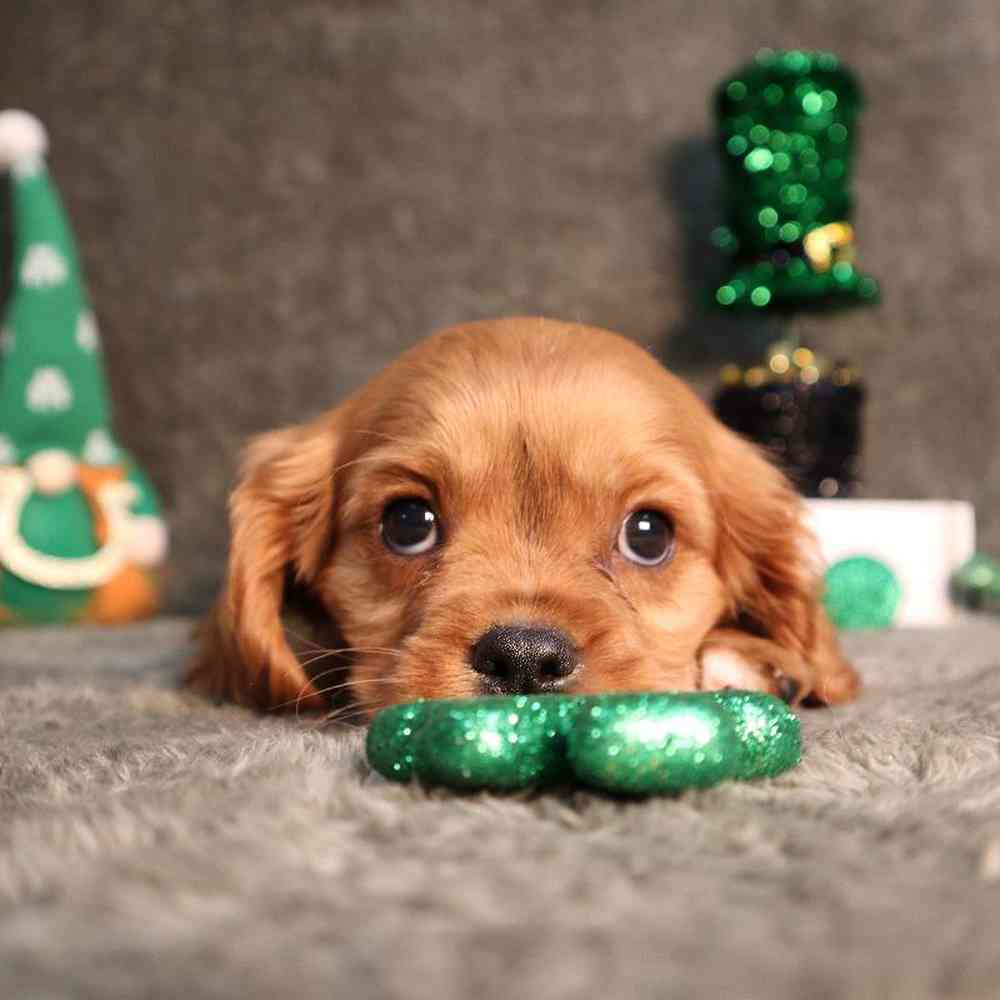 carousel pet images