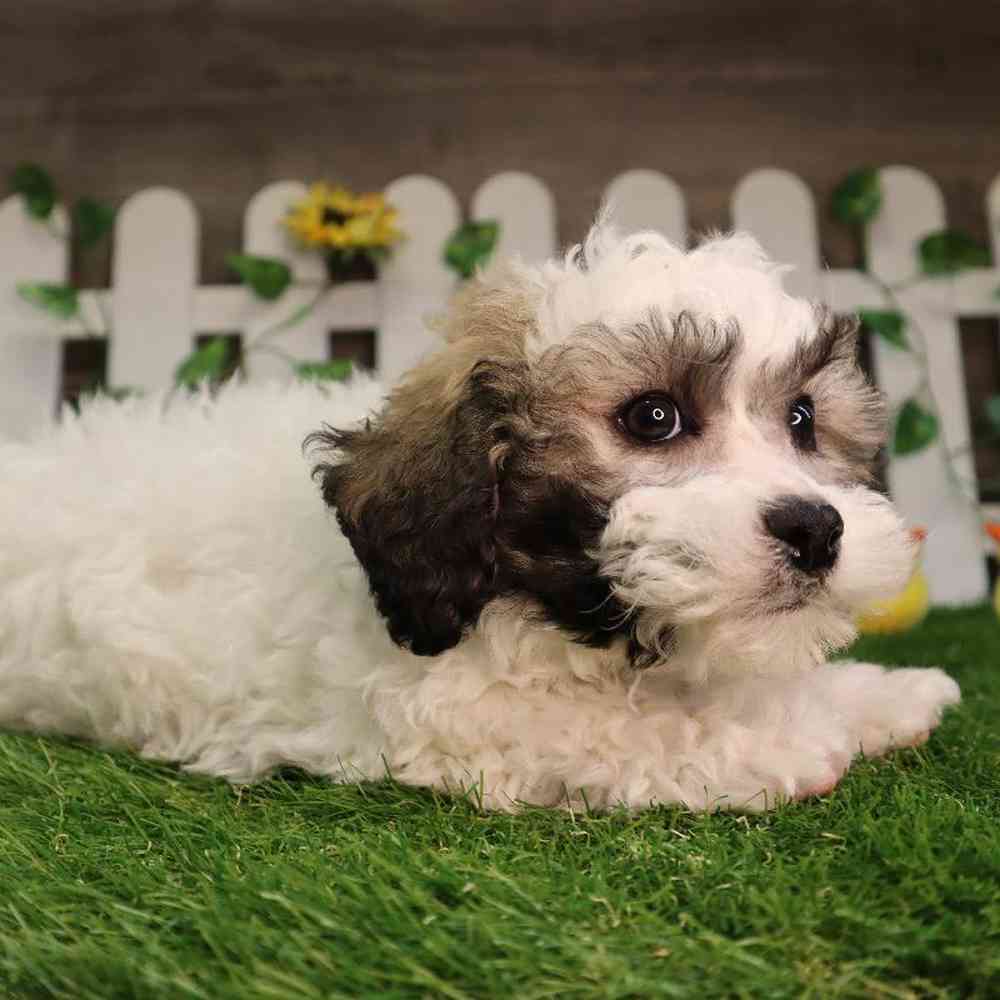carousel pet images