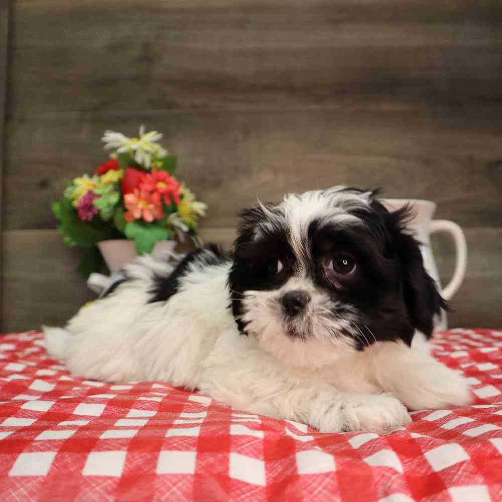 carousel pet images