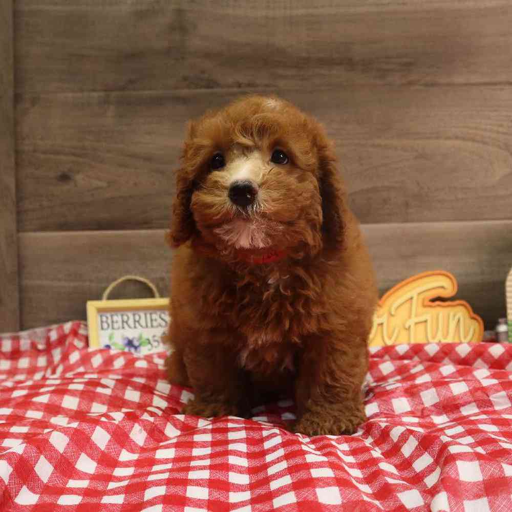 carousel pet images