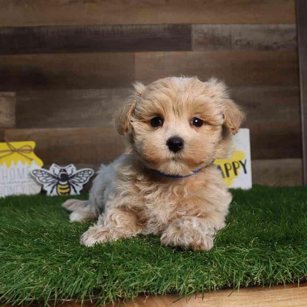 Male Maltipoo Puppy for Sale in Blaine, MN