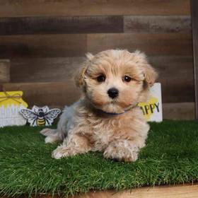 Maltipoo
