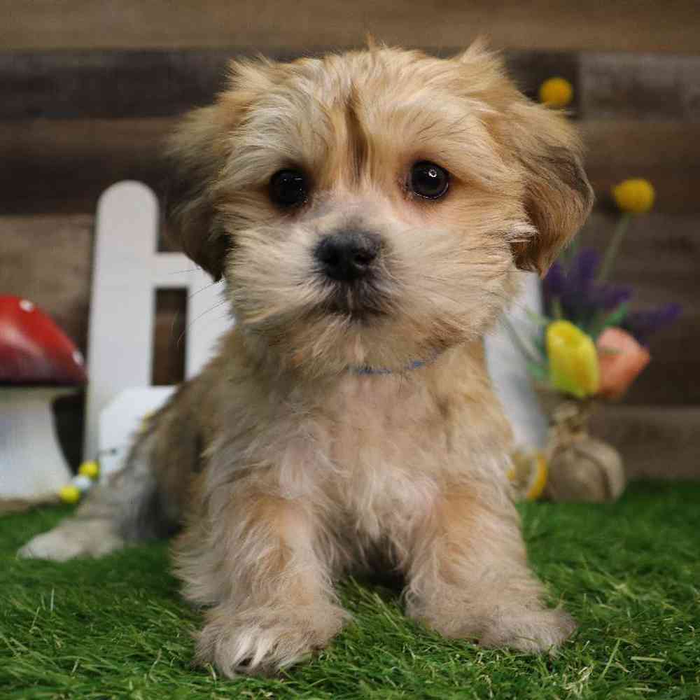 Male Shorkie Puppy for Sale in Blaine, MN