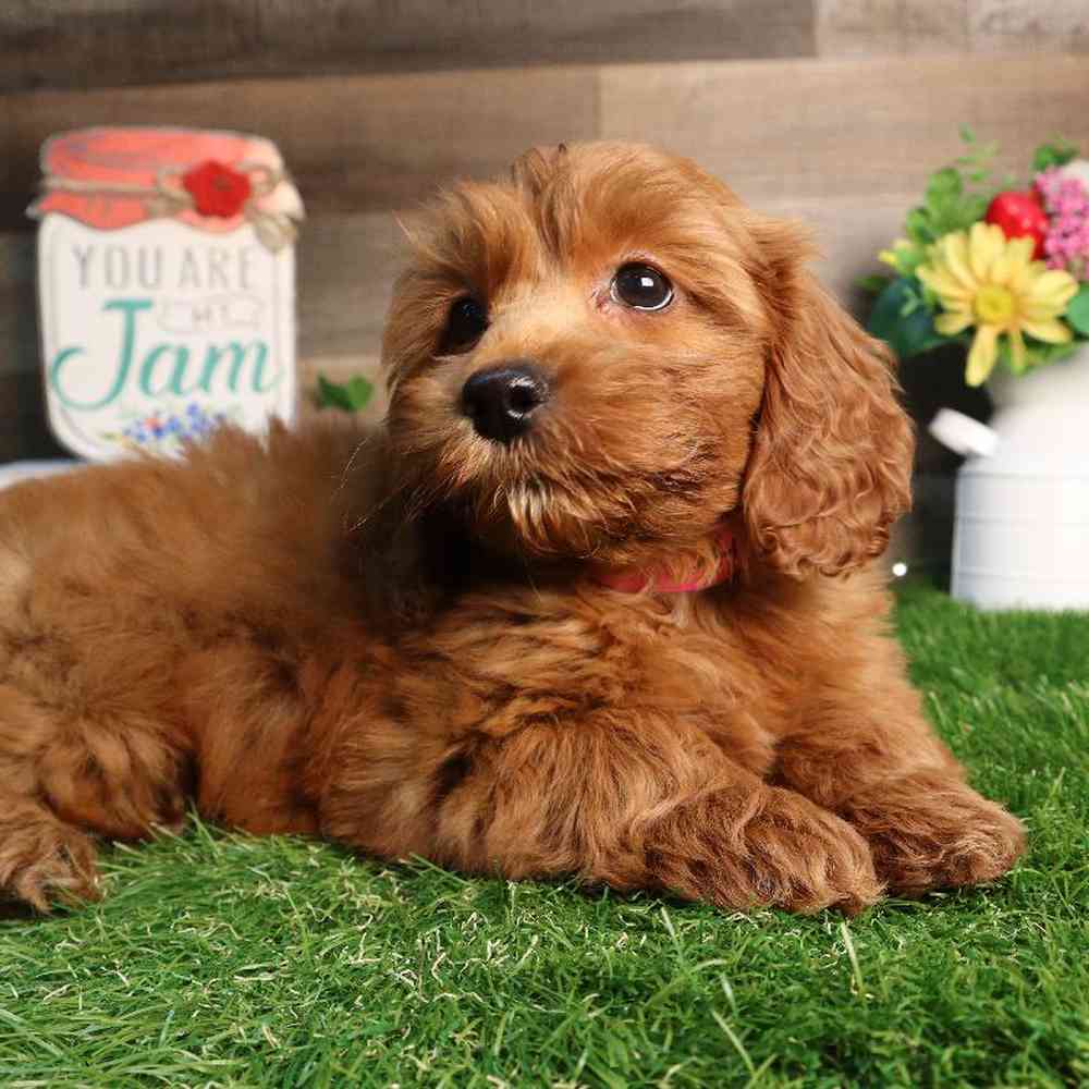 carousel pet images