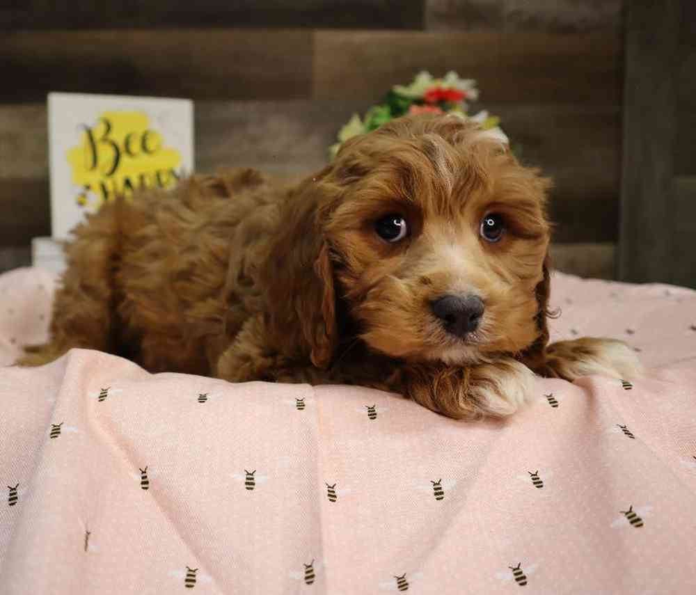 carousel pet images