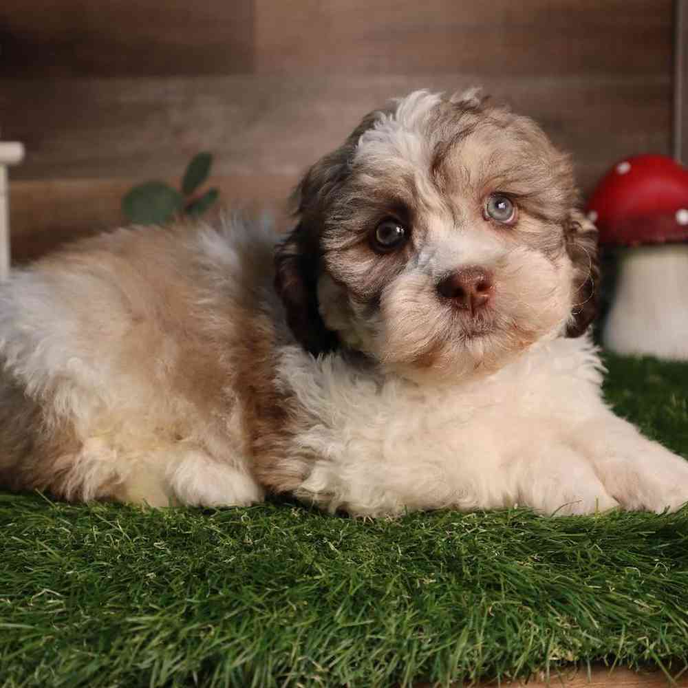carousel pet images
