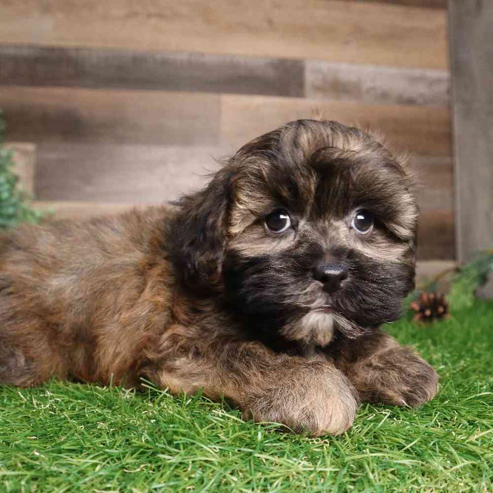 Male Shipoo Puppy for Sale in Blaine, MN