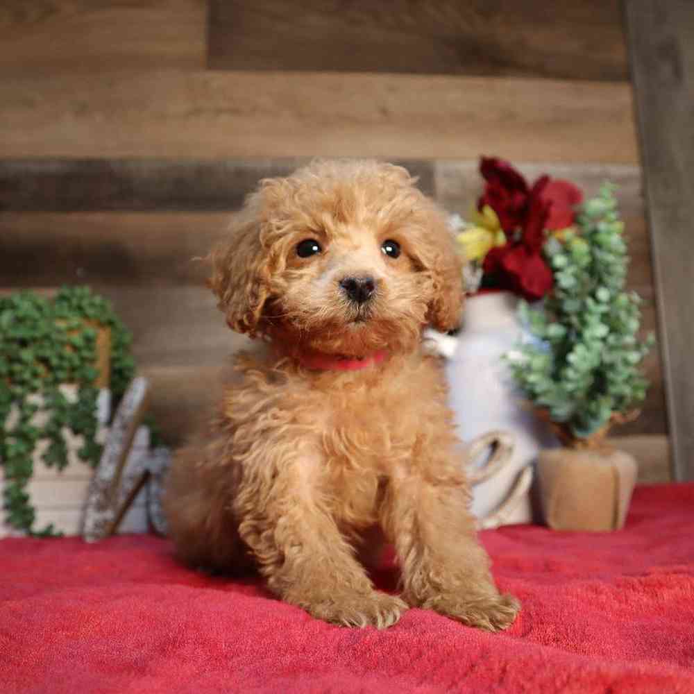 carousel pet images