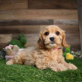 Cavachon