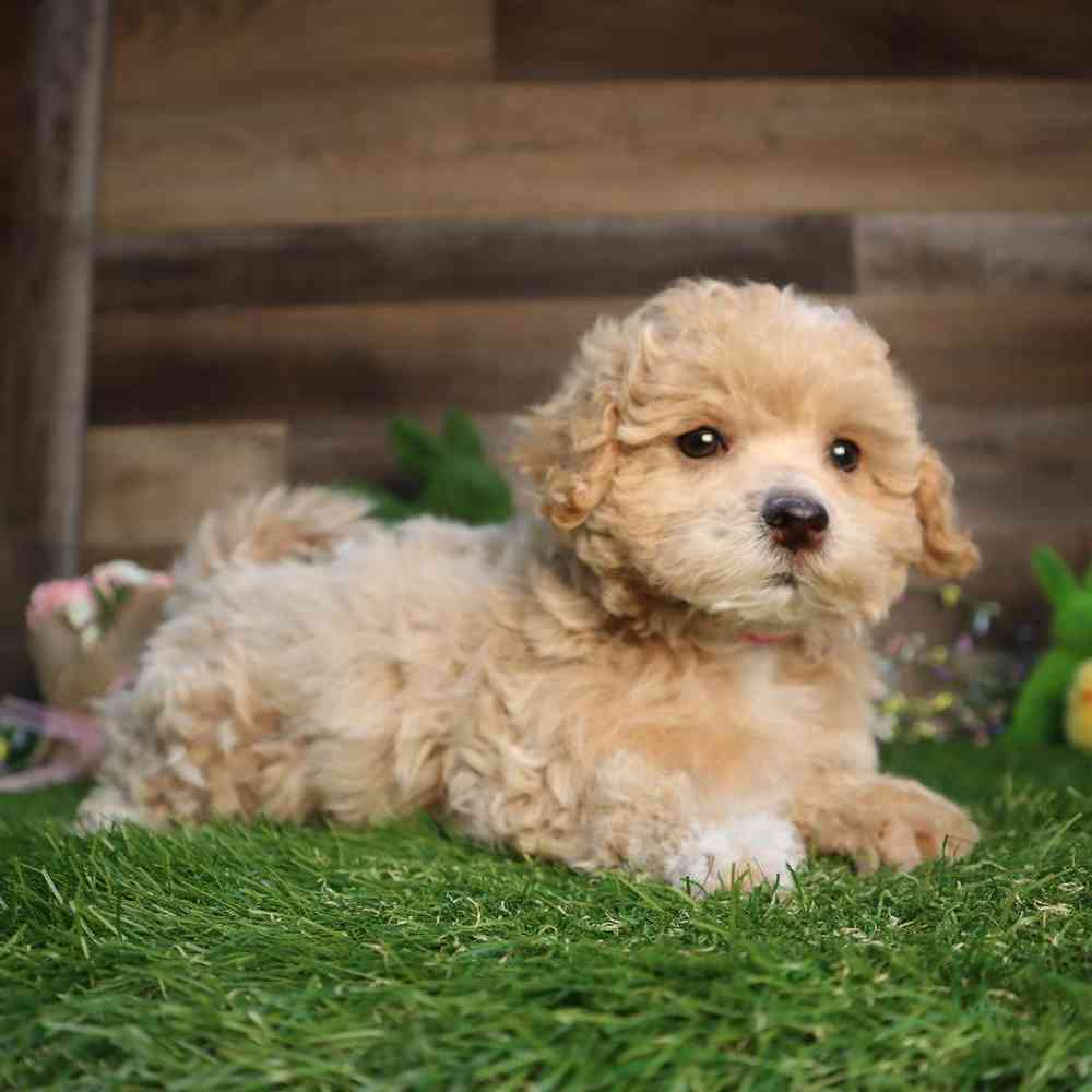 Female Maltipoo Puppy for Sale in Blaine, MN