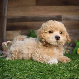 Maltipoo