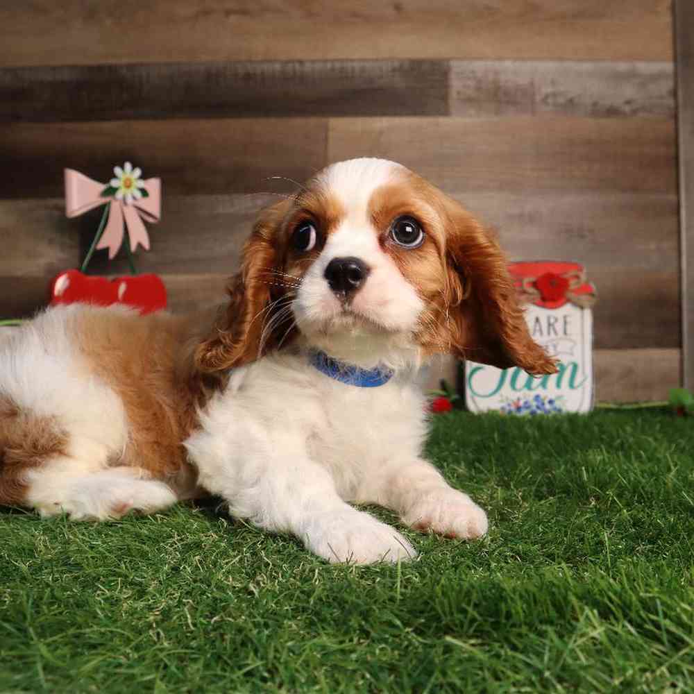 Male Cavalier King Charles Spaniel Puppy for Sale in Blaine, MN