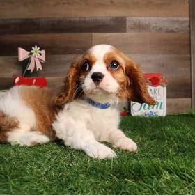 Cavalier King Charles Spaniel
