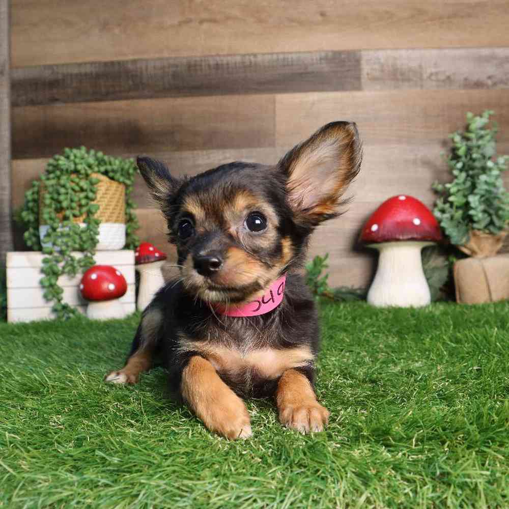 carousel pet images