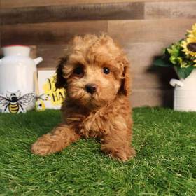 Mini Poodle