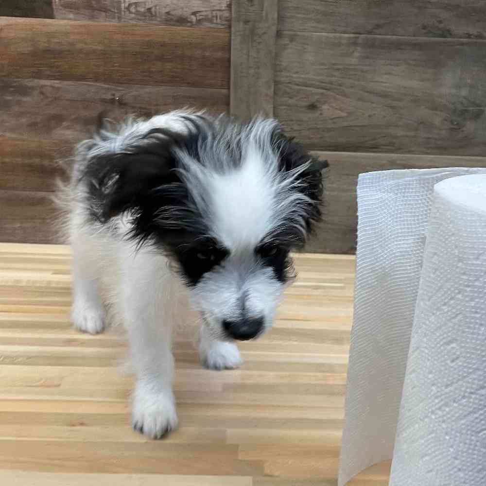 Male Pomachon Puppy for sale