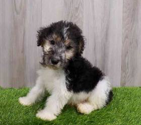 Wirehair Fox Terrier