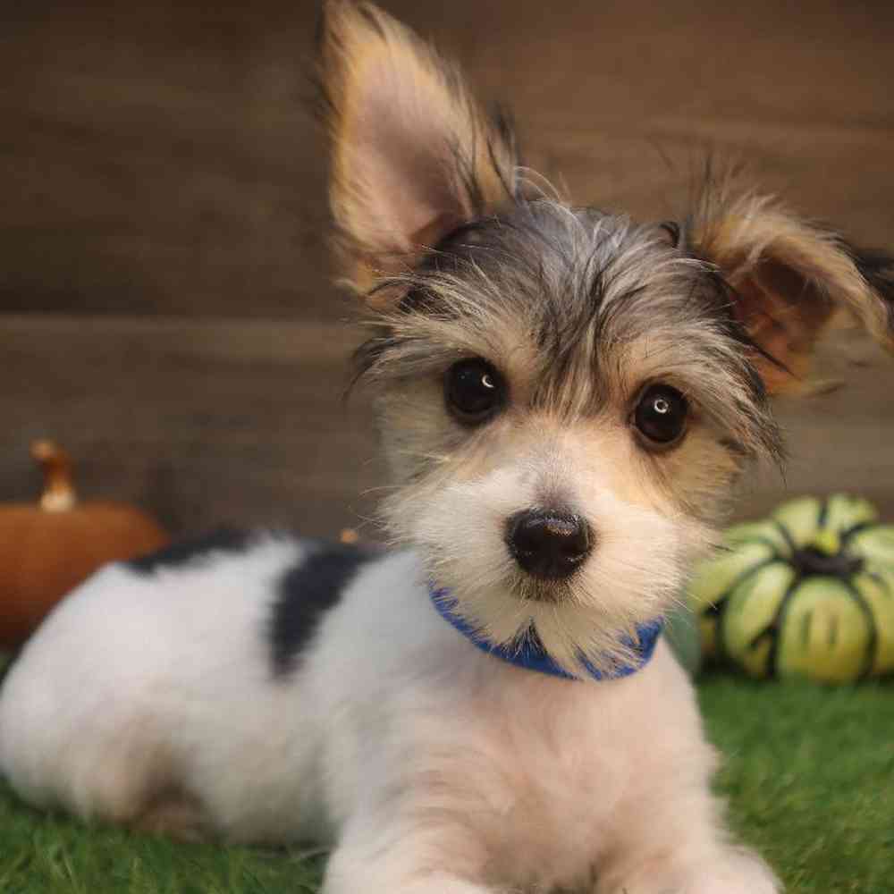 Male Morkie Puppy for Sale in Blaine, MN