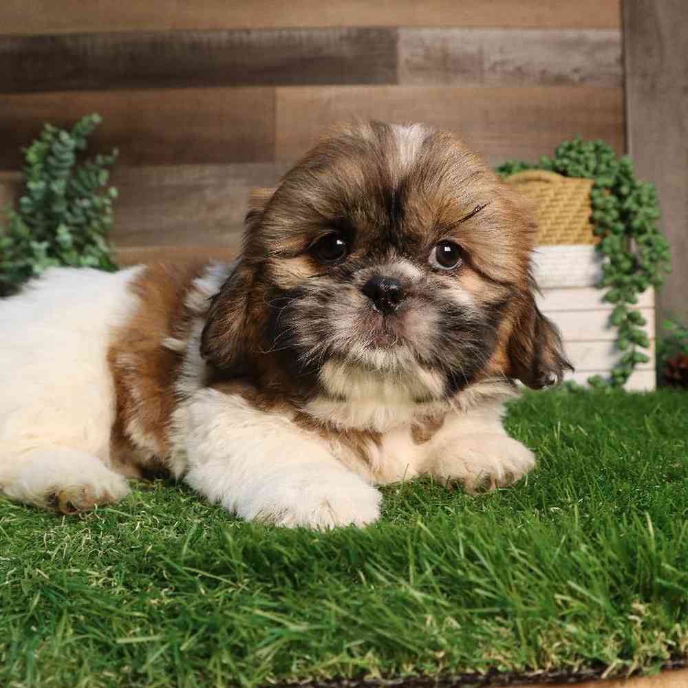 Female Pekingese-Shih Tzu Puppy for Sale in Blaine, MN