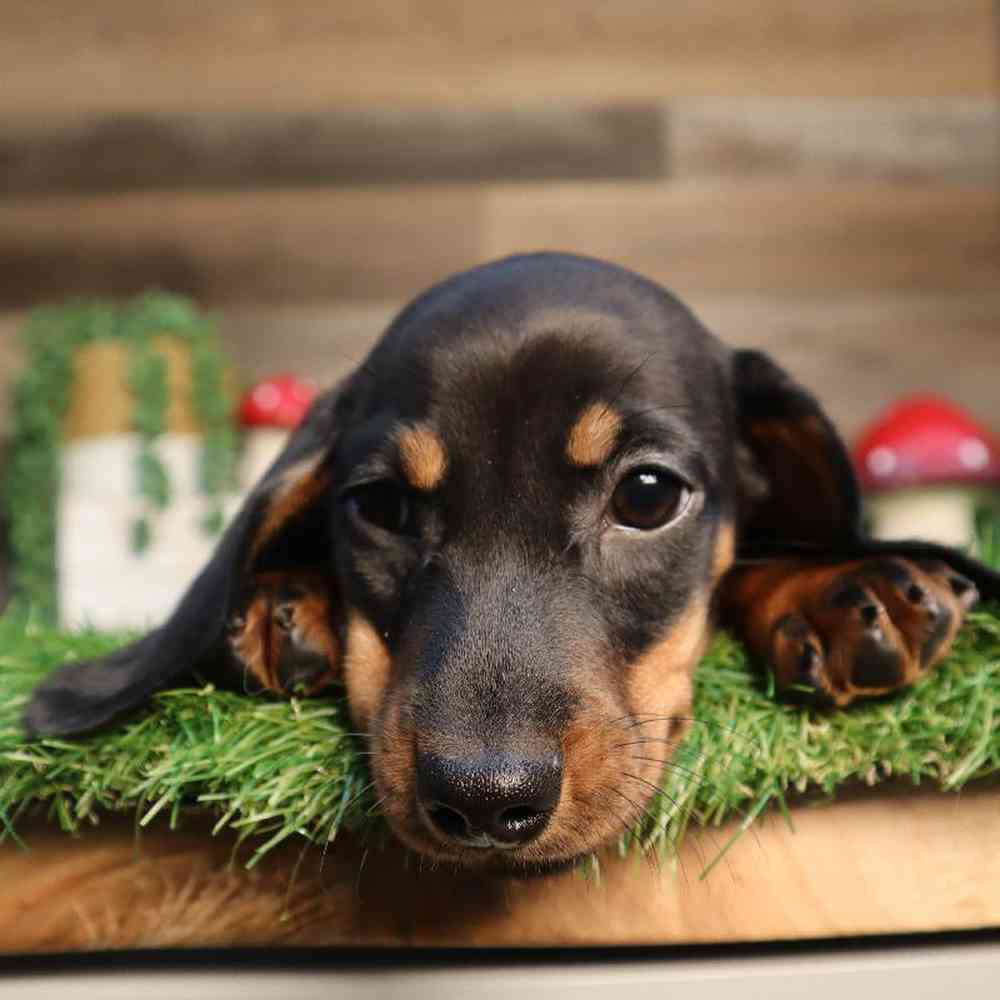 carousel pet images