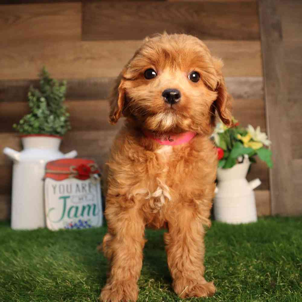 carousel pet images