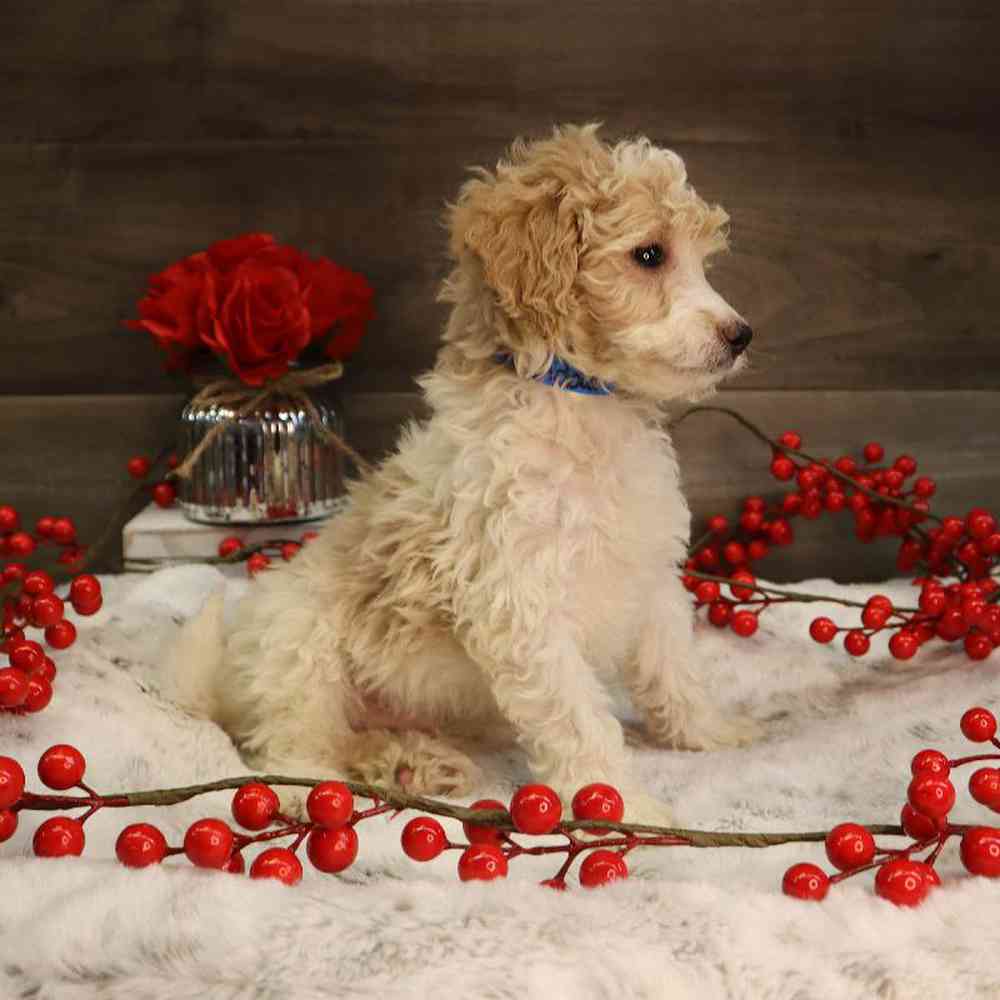 Male Mini Goldendoodle Puppy for Sale in Blaine, MN