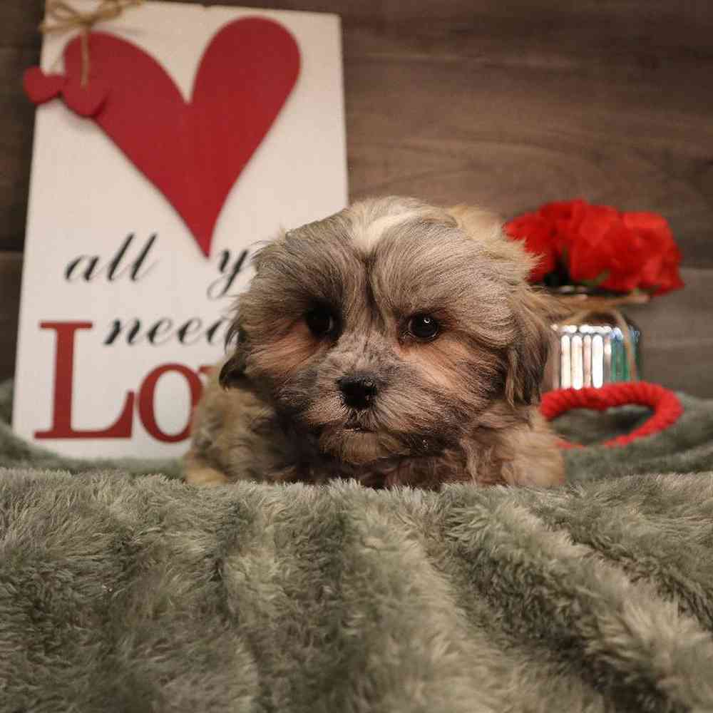 carousel pet images