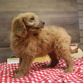 Mini Goldendoodle