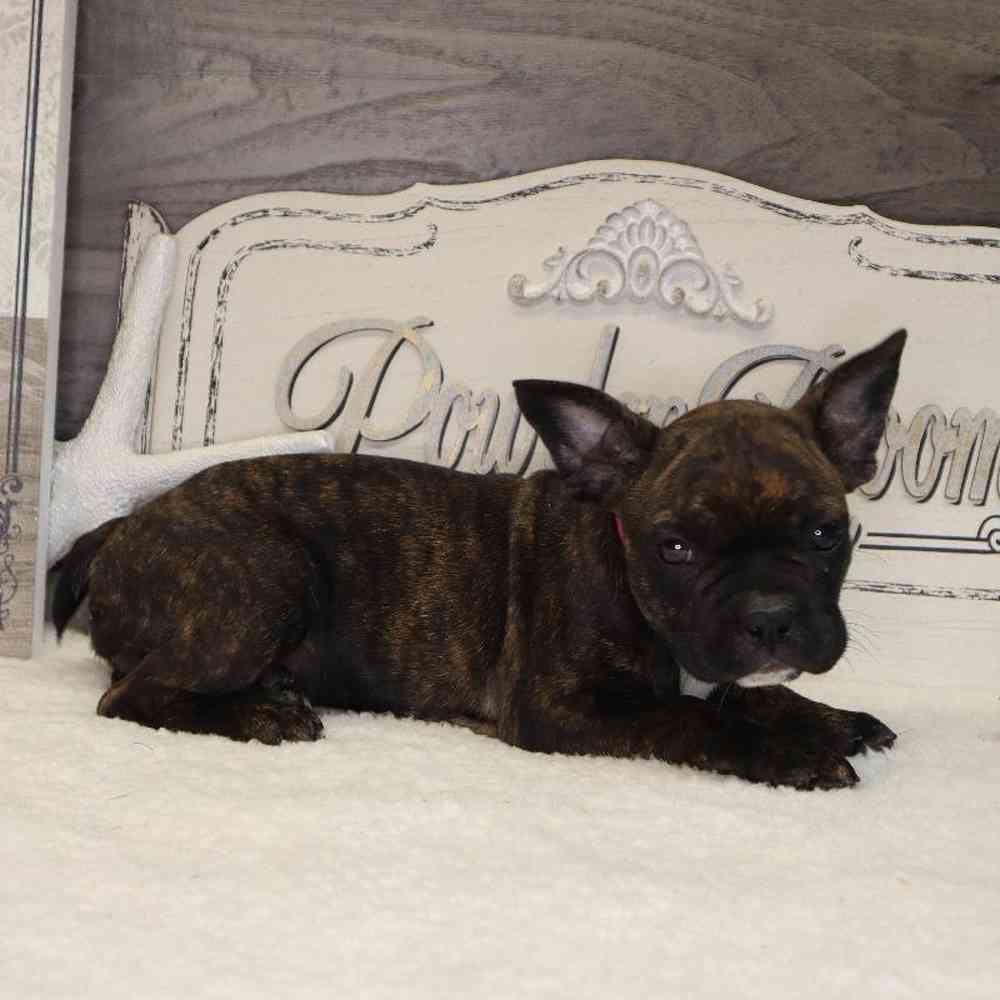 Female Frenchton Puppy for sale