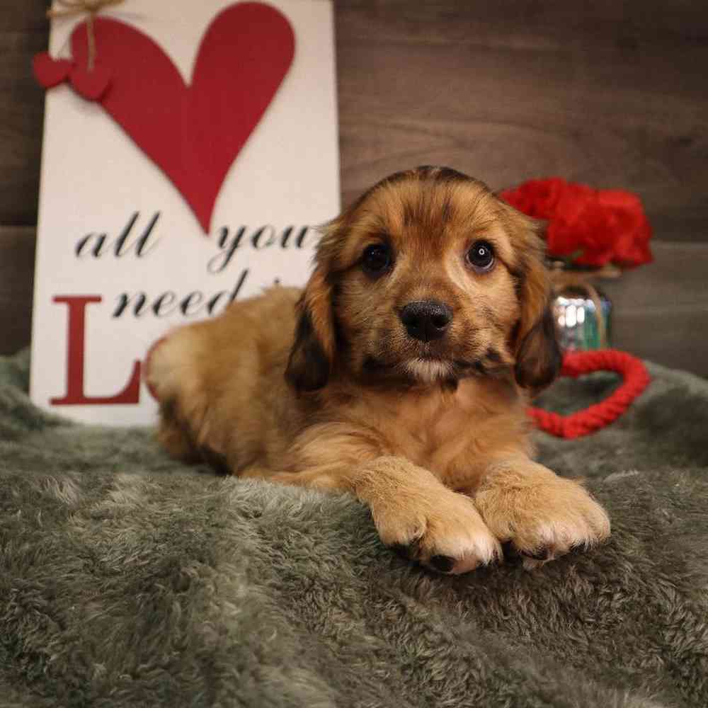 Male Cavapoo Puppy for Sale in Blaine, MN