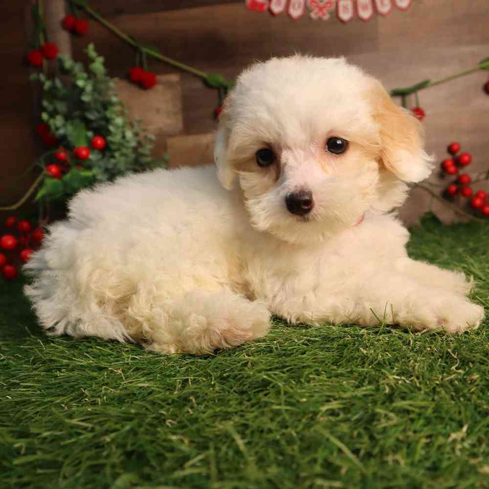 Female Poodle Puppy for Sale in Blaine, MN