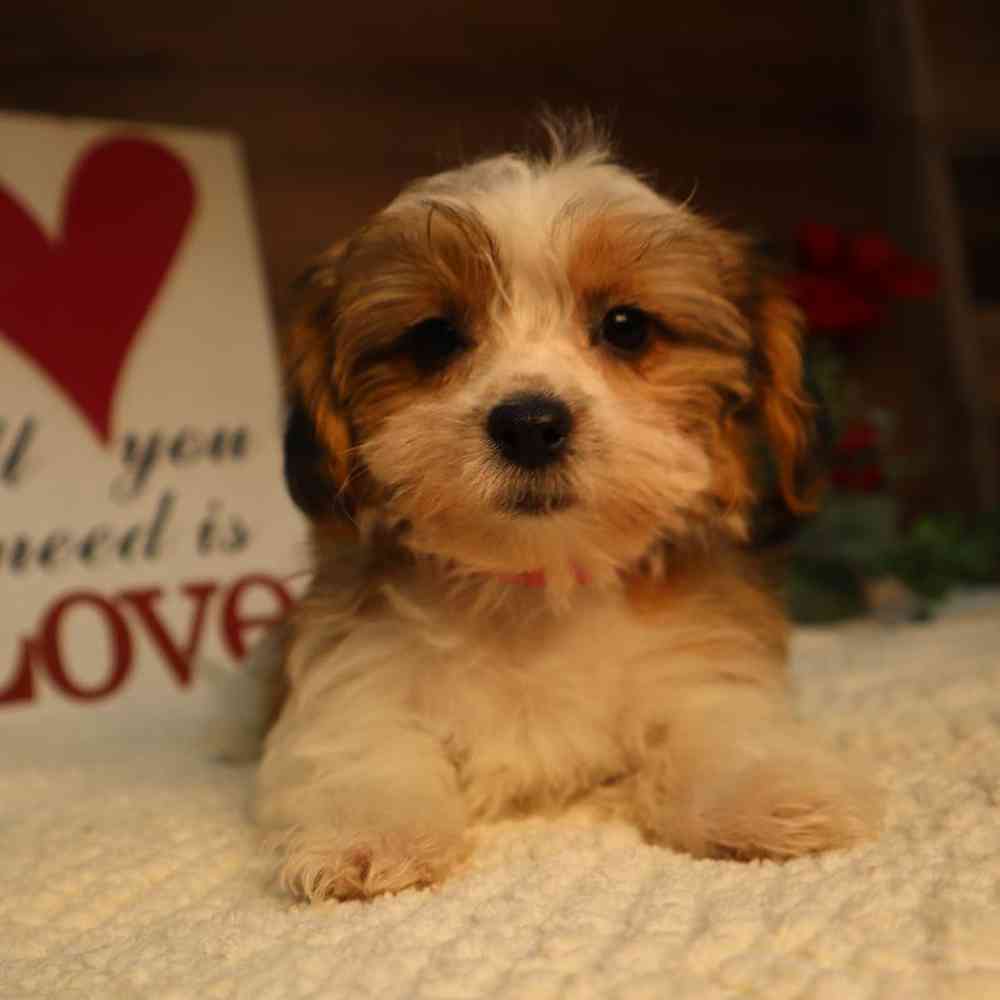 carousel pet images