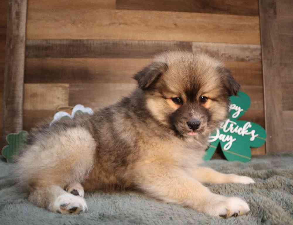 carousel pet images