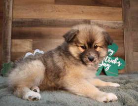 Pomsky
