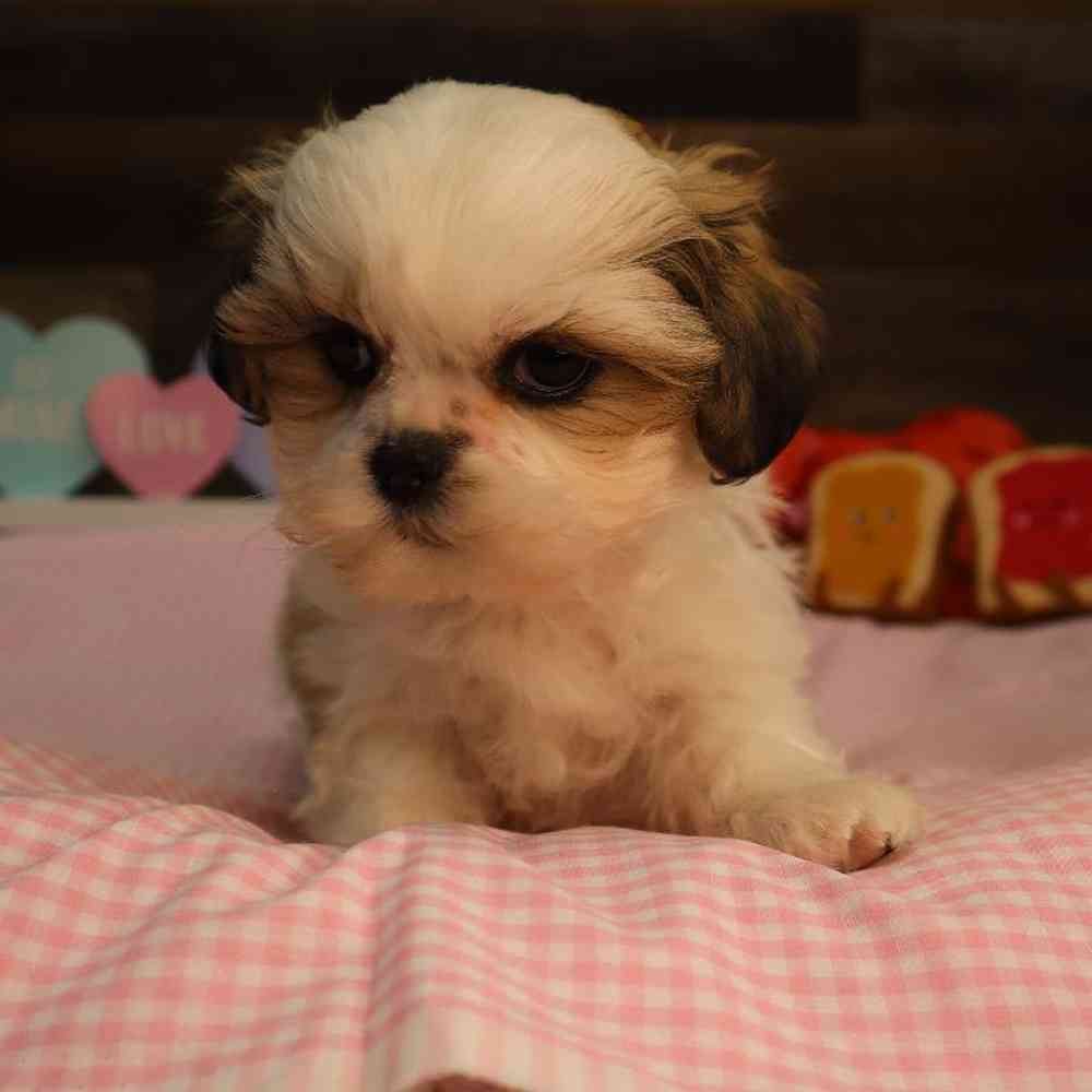 carousel pet images