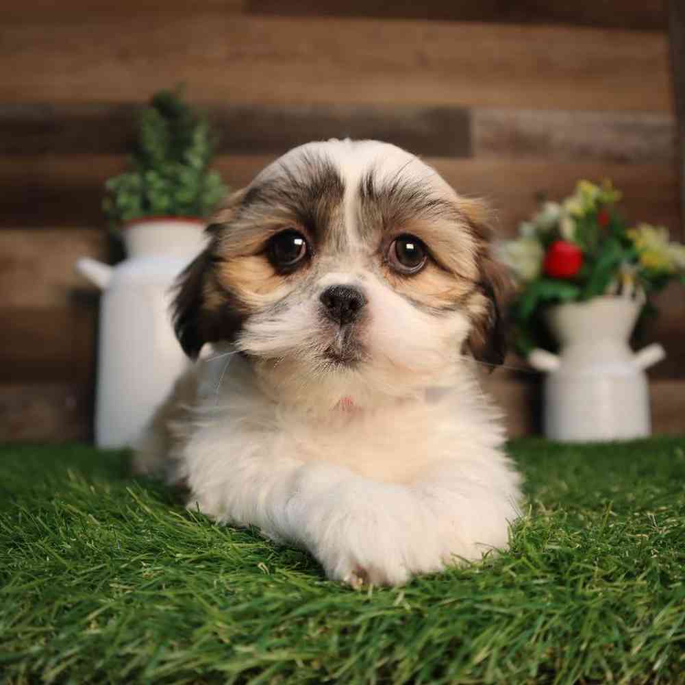 carousel pet images
