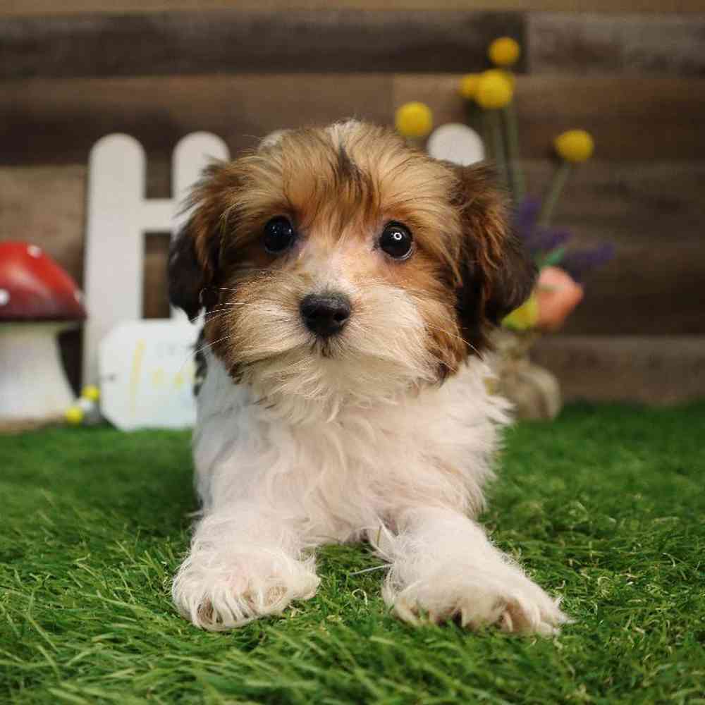 Female Bichon-Poodle-Yorkie Puppy for Sale in Blaine, MN