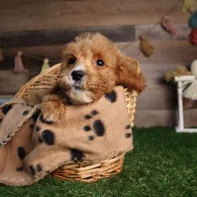 Cockapoo