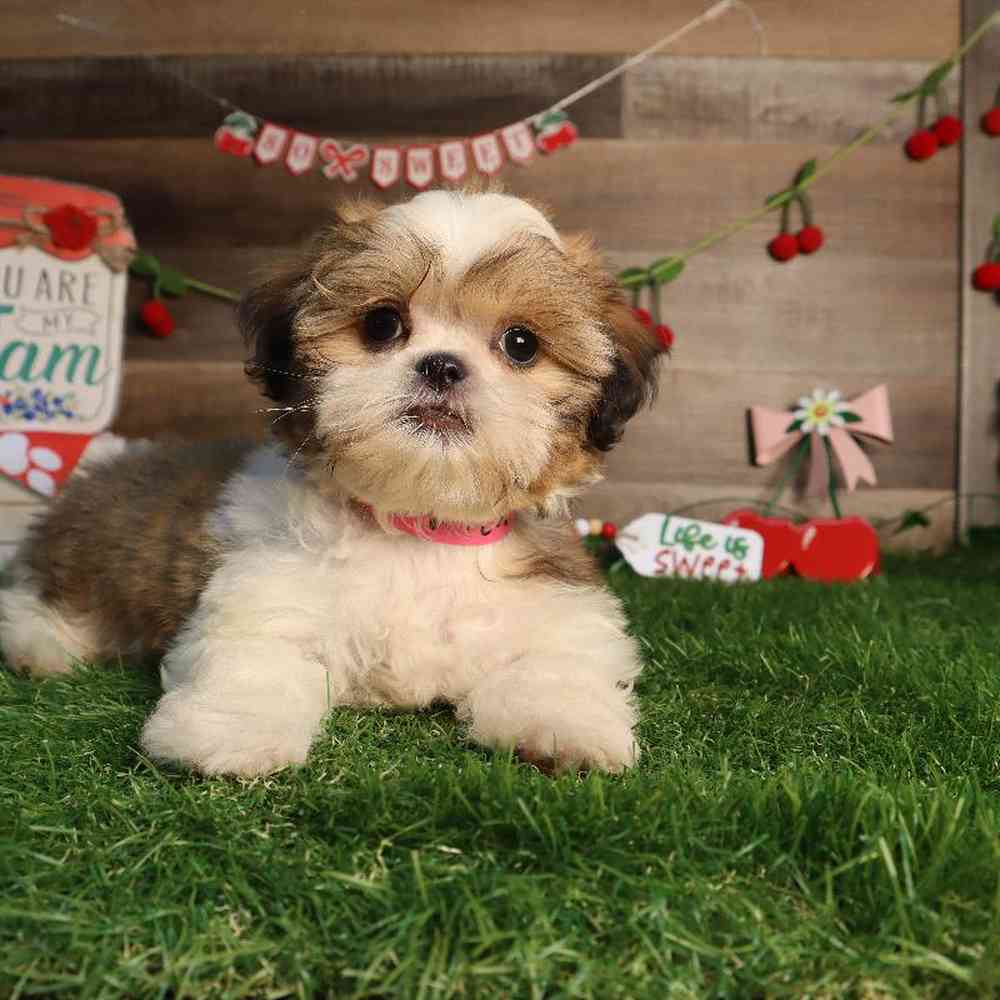 carousel pet images