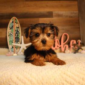 Yorkshire Terrier