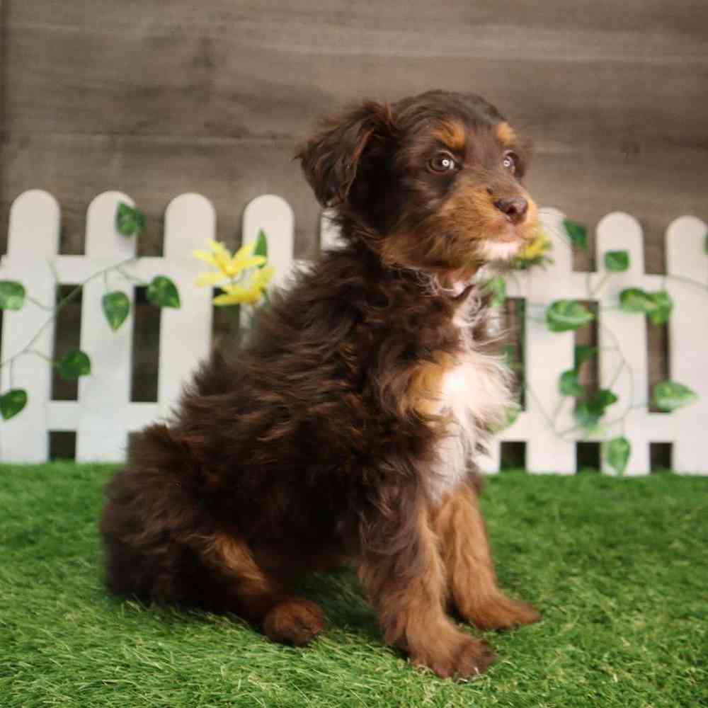 carousel pet images