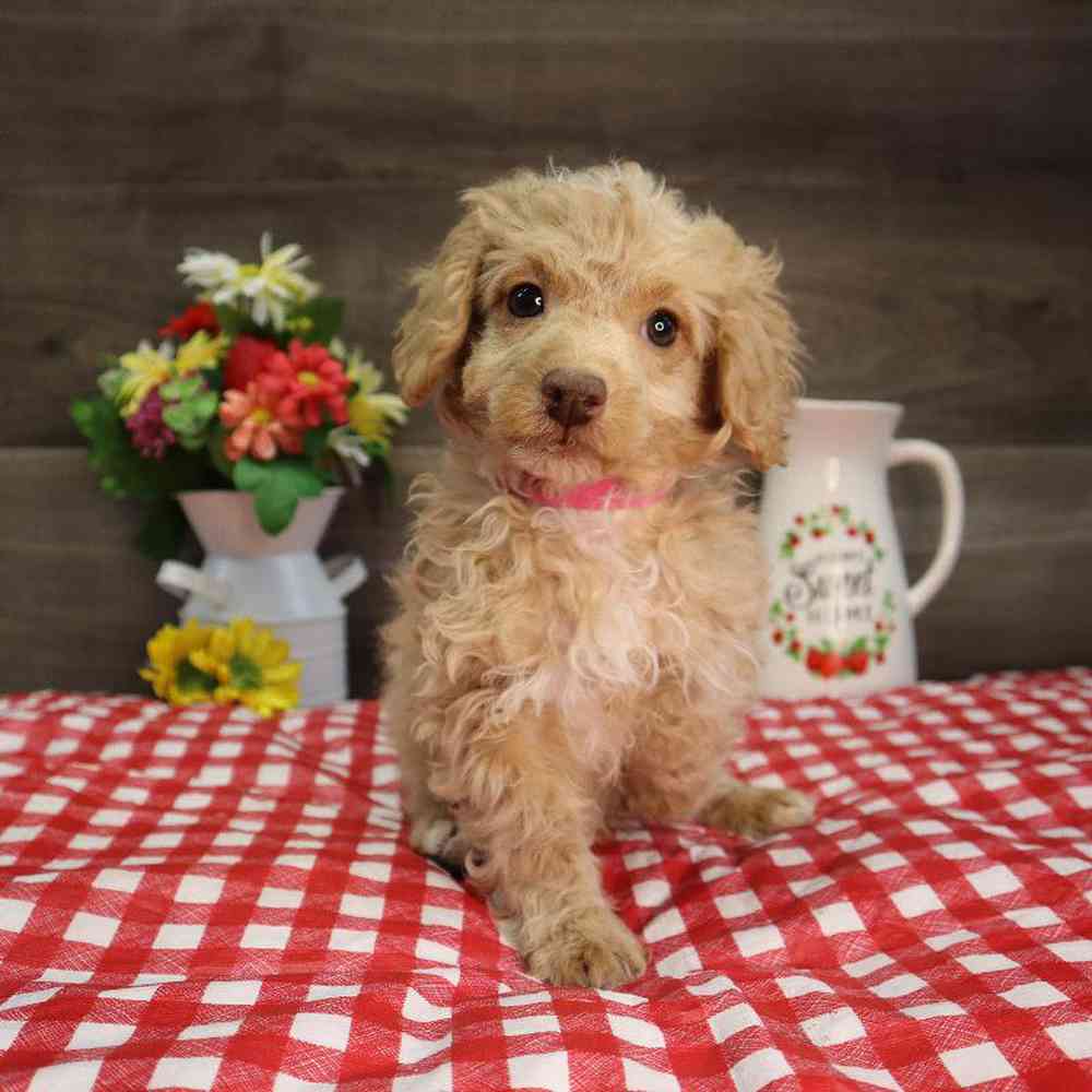 carousel pet images