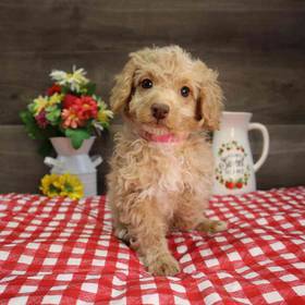 Poodle