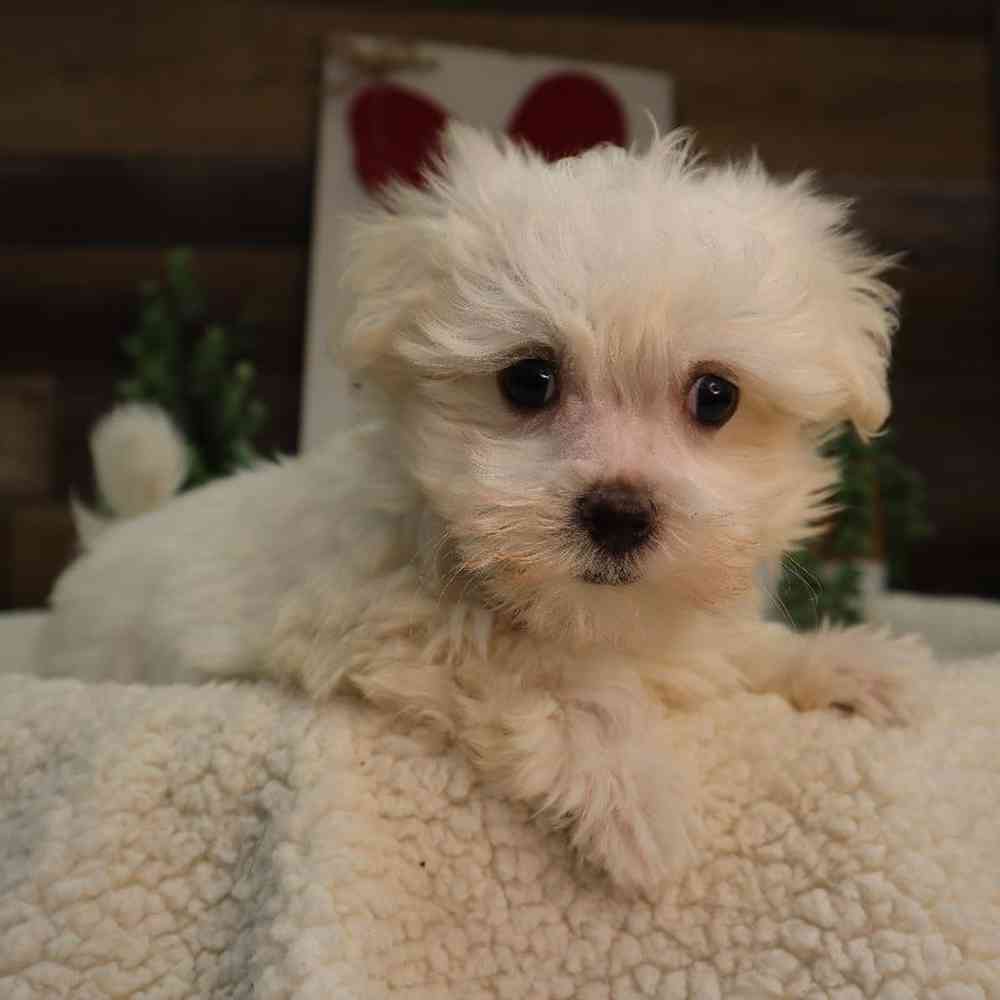 Buy craigslist maltese dogs for sale Best Sale