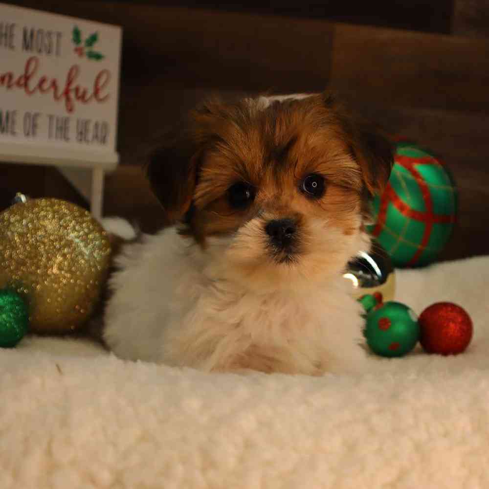 Male Shorkie Puppy for Sale in Blaine, MN