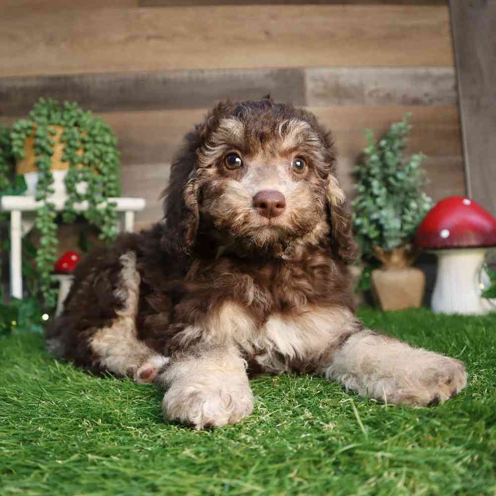Male Mini Poodle Puppy for Sale in Blaine, MN